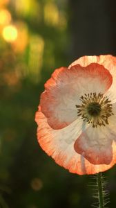 Preview wallpaper flower, macro, petals, light