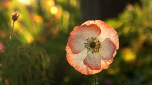 Preview wallpaper flower, macro, petals, light