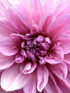 Preview wallpaper flower, macro, petals, pink, ladybug