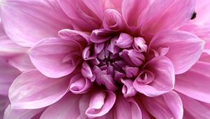 Preview wallpaper flower, macro, petals, pink, ladybug