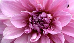 Preview wallpaper flower, macro, petals, pink, ladybug