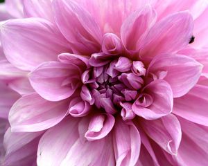 Preview wallpaper flower, macro, petals, pink, ladybug