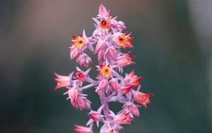 Preview wallpaper flower, macro, pink