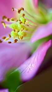 Preview wallpaper flower, macro, pink, green, petals, blur