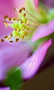 Preview wallpaper flower, macro, pink, green, petals, blur