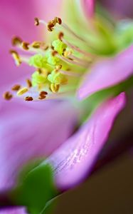 Preview wallpaper flower, macro, pink, green, petals, blur