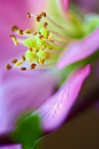 Preview wallpaper flower, macro, pink, green, petals, blur