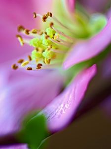 Preview wallpaper flower, macro, pink, green, petals, blur