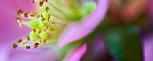 Preview wallpaper flower, macro, pink, green, petals, blur