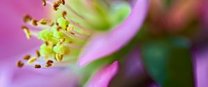 Preview wallpaper flower, macro, pink, green, petals, blur