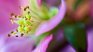 Preview wallpaper flower, macro, pink, green, petals, blur