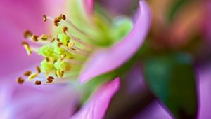 Preview wallpaper flower, macro, pink, green, petals, blur