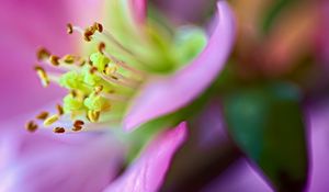 Preview wallpaper flower, macro, pink, green, petals, blur