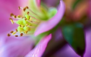 Preview wallpaper flower, macro, pink, green, petals, blur