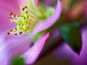 Preview wallpaper flower, macro, pink, green, petals, blur