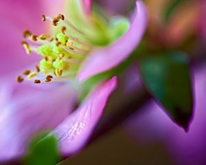 Preview wallpaper flower, macro, pink, green, petals, blur