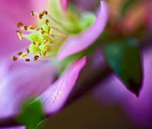 Preview wallpaper flower, macro, pink, green, petals, blur