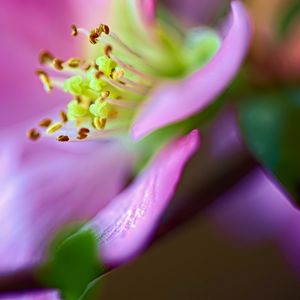 Preview wallpaper flower, macro, pink, green, petals, blur