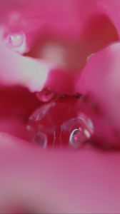 Preview wallpaper flower, macro, pink, blur, petals