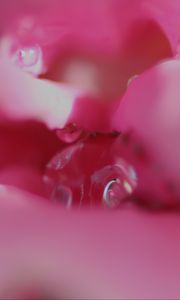 Preview wallpaper flower, macro, pink, blur, petals