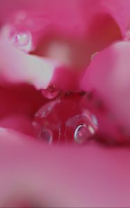 Preview wallpaper flower, macro, pink, blur, petals