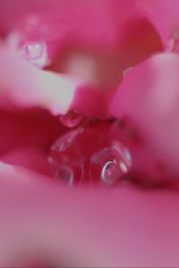 Preview wallpaper flower, macro, pink, blur, petals