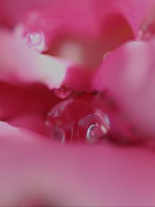 Preview wallpaper flower, macro, pink, blur, petals