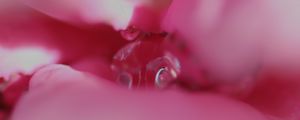 Preview wallpaper flower, macro, pink, blur, petals