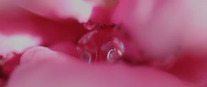 Preview wallpaper flower, macro, pink, blur, petals