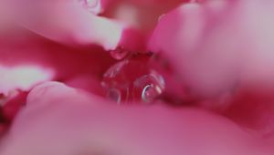 Preview wallpaper flower, macro, pink, blur, petals