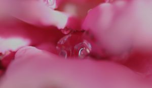 Preview wallpaper flower, macro, pink, blur, petals