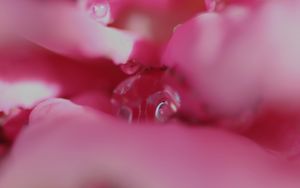 Preview wallpaper flower, macro, pink, blur, petals