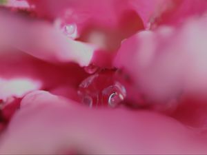 Preview wallpaper flower, macro, pink, blur, petals