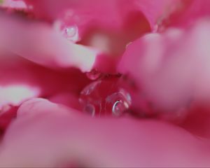 Preview wallpaper flower, macro, pink, blur, petals