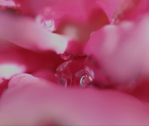 Preview wallpaper flower, macro, pink, blur, petals