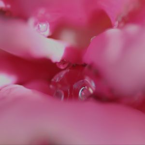 Preview wallpaper flower, macro, pink, blur, petals