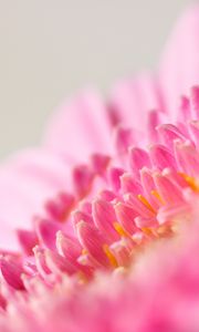 Preview wallpaper flower, macro, pink, petals, blur