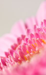Preview wallpaper flower, macro, pink, petals, blur