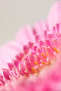 Preview wallpaper flower, macro, pink, petals, blur