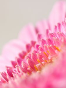 Preview wallpaper flower, macro, pink, petals, blur