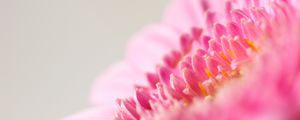 Preview wallpaper flower, macro, pink, petals, blur