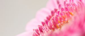 Preview wallpaper flower, macro, pink, petals, blur