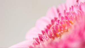 Preview wallpaper flower, macro, pink, petals, blur