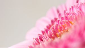 Preview wallpaper flower, macro, pink, petals, blur