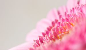 Preview wallpaper flower, macro, pink, petals, blur