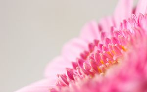 Preview wallpaper flower, macro, pink, petals, blur