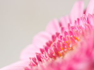Preview wallpaper flower, macro, pink, petals, blur