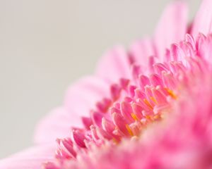 Preview wallpaper flower, macro, pink, petals, blur