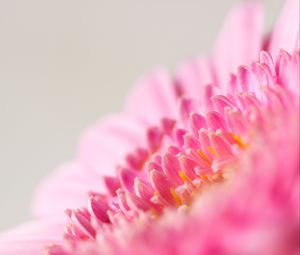 Preview wallpaper flower, macro, pink, petals, blur