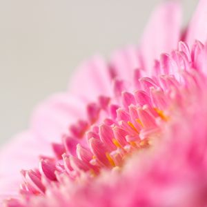 Preview wallpaper flower, macro, pink, petals, blur